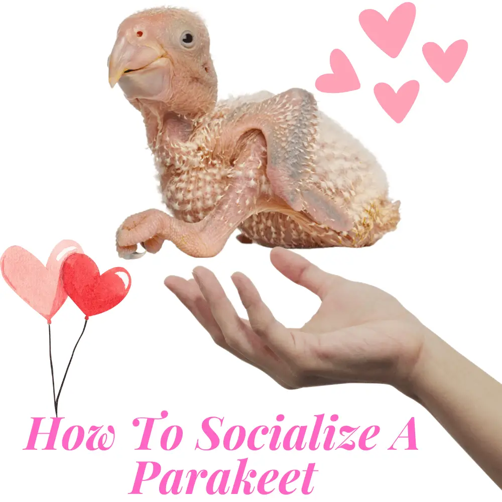How to socialize a parakeet