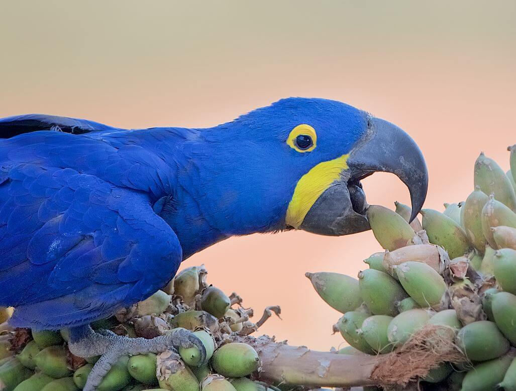 Hyacinth Macaw Diet