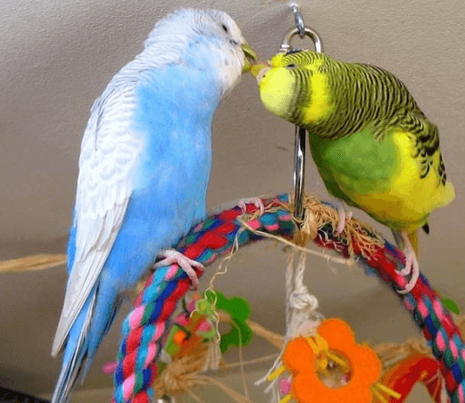 Improve the daily life of budgerigars