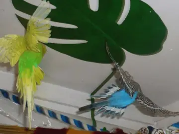 Improve the daily life of budgerigars