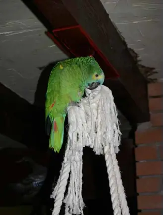 Is your parrot safe