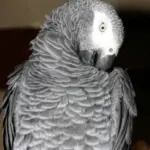 Ivermectin and the parrot