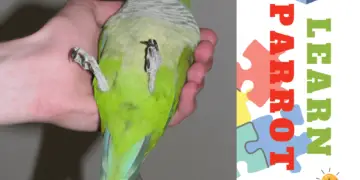 Learn parrot