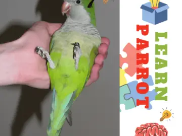 Learn parrot