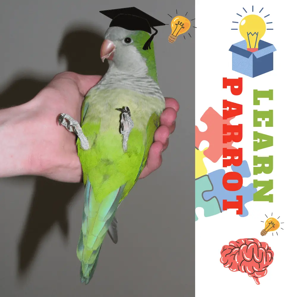 Learn parrot