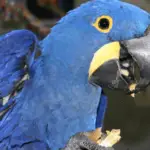 Legumes for parrots