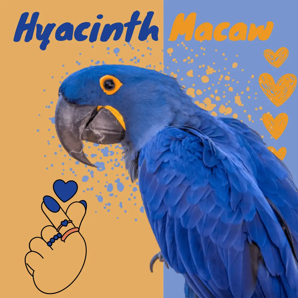 Macaw Hyacinth