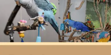 Make toys for parrots everywhere