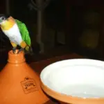 Master parrot is not patient!