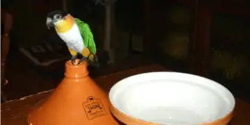 Master parrot is not patient!