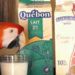 Milk and parrots
