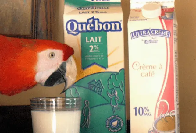 Milk and parrots