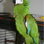 My parrot howls