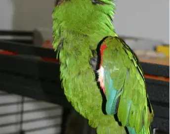 My parrot howls