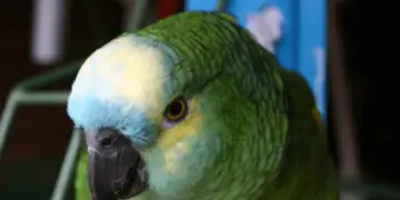 Ophthalmologist of the parrot 101