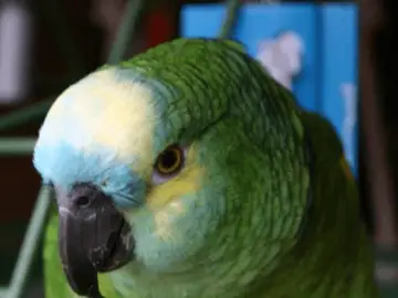 Ophthalmologist of the parrot 101