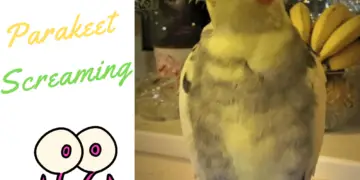 Parakeet screaming