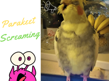 Parakeet screaming