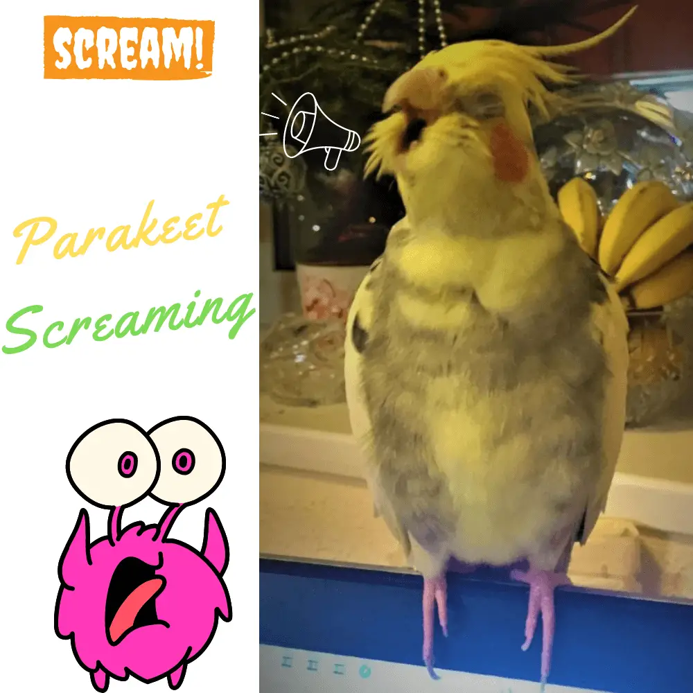 Parakeet screaming