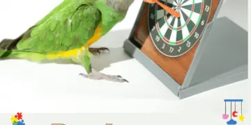 Parakeet training