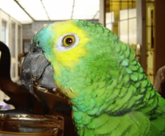 Parasites and viruses in parrots