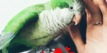 Parrot Cuddle