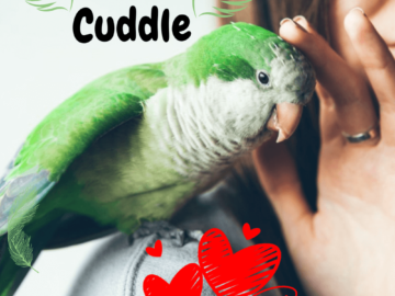 Parrot Cuddle