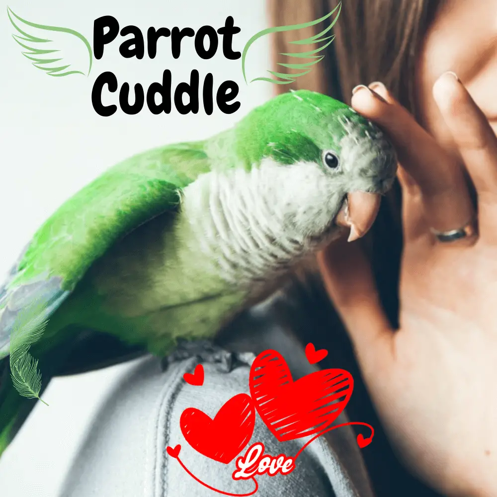 Parrot cuddle - How to pet a parakeet | Parakeet cuddling