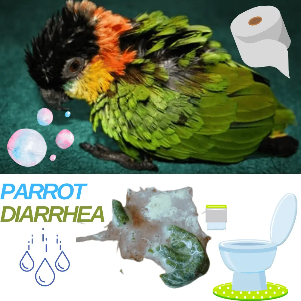 Parrot Diarrhea
