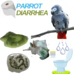 Parrot Diarrhea