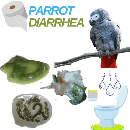 Parrot Diarrhea or polyuria - Polyuria In Birds | Parakeet Poop Chart