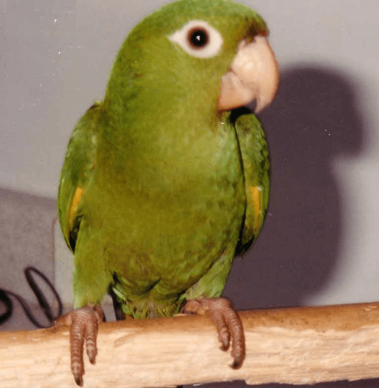 Parrot Diarrhea or polyuria