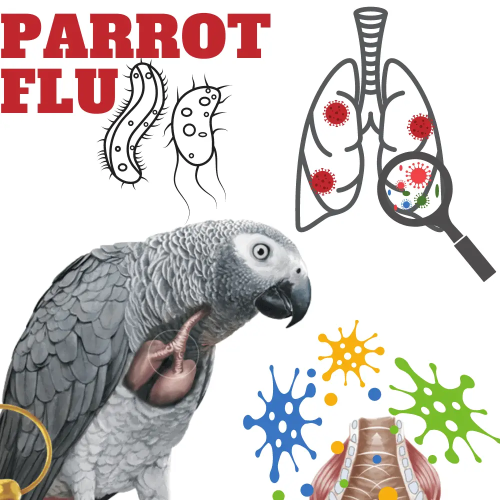 Parrot Flu