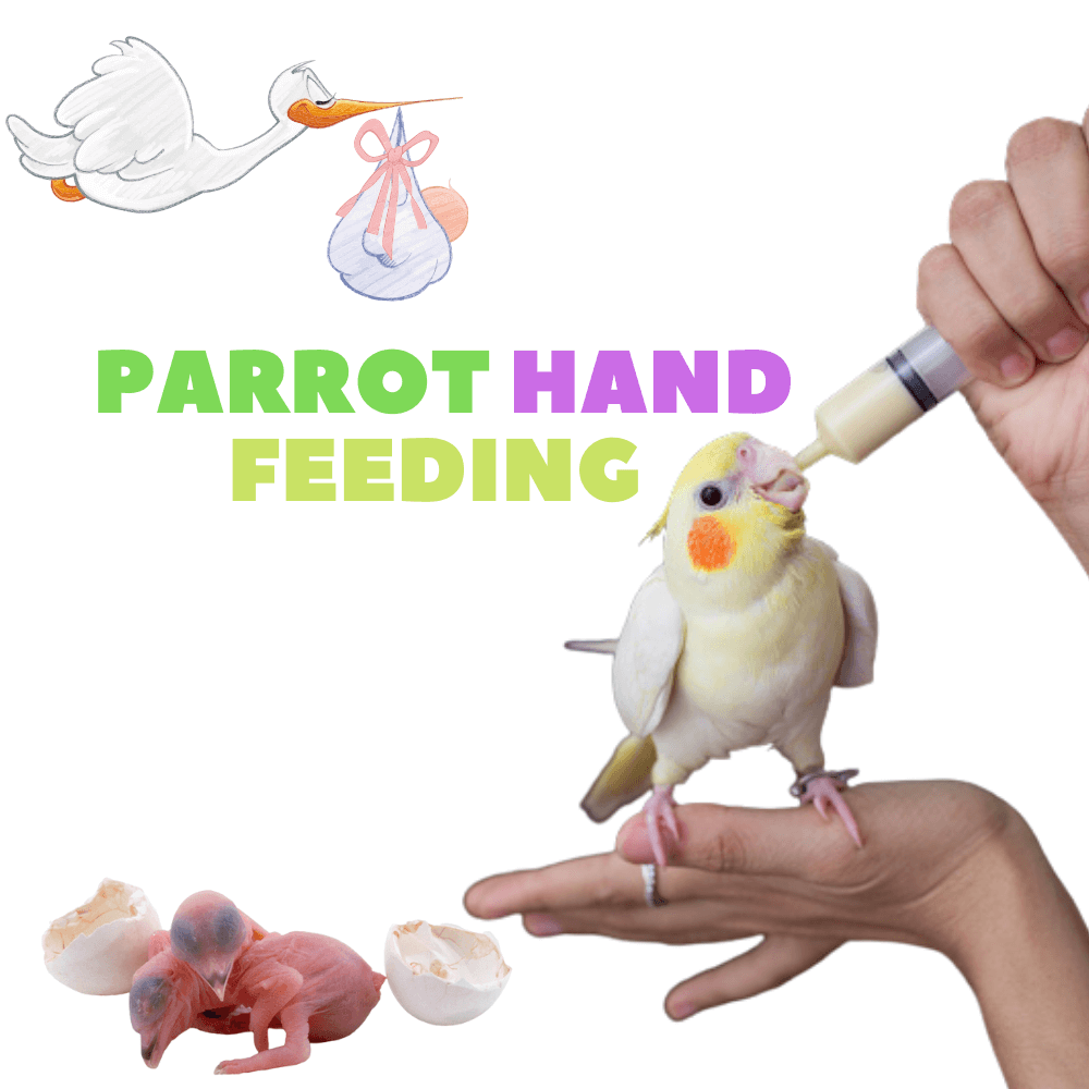 Parrot Hand feeding