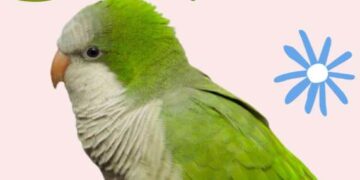 Parrot Quaker