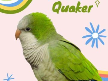 Parrot Quaker