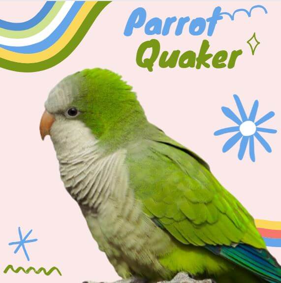 Parrot Quaker