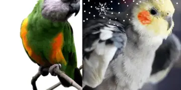 Parrot Temperature