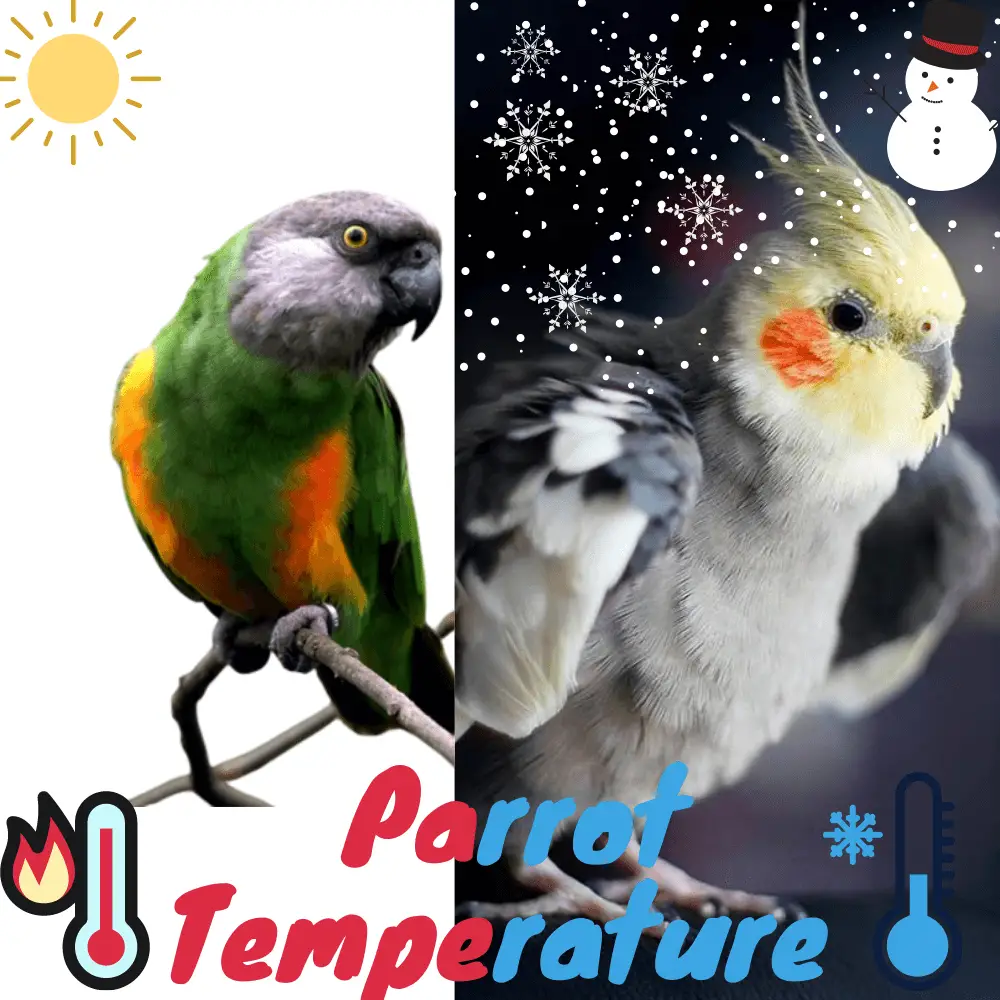 Parrot Temperature
