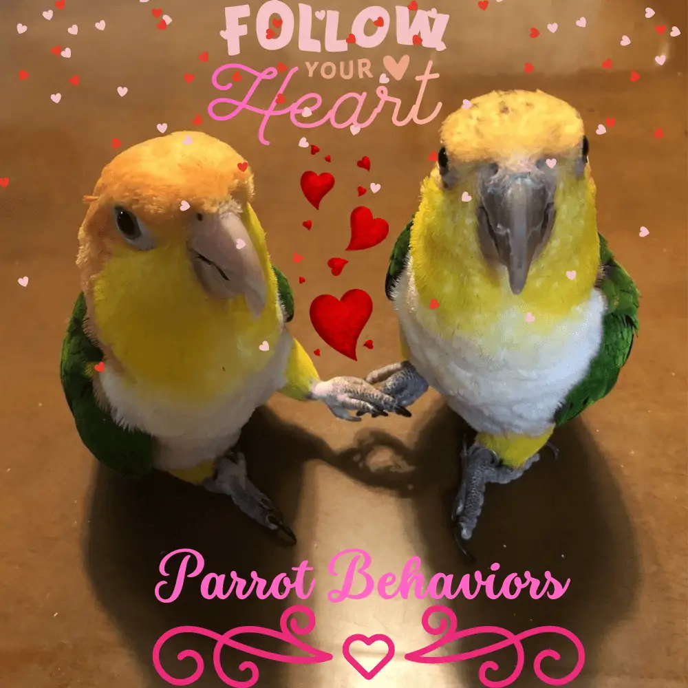 Parrot behavior