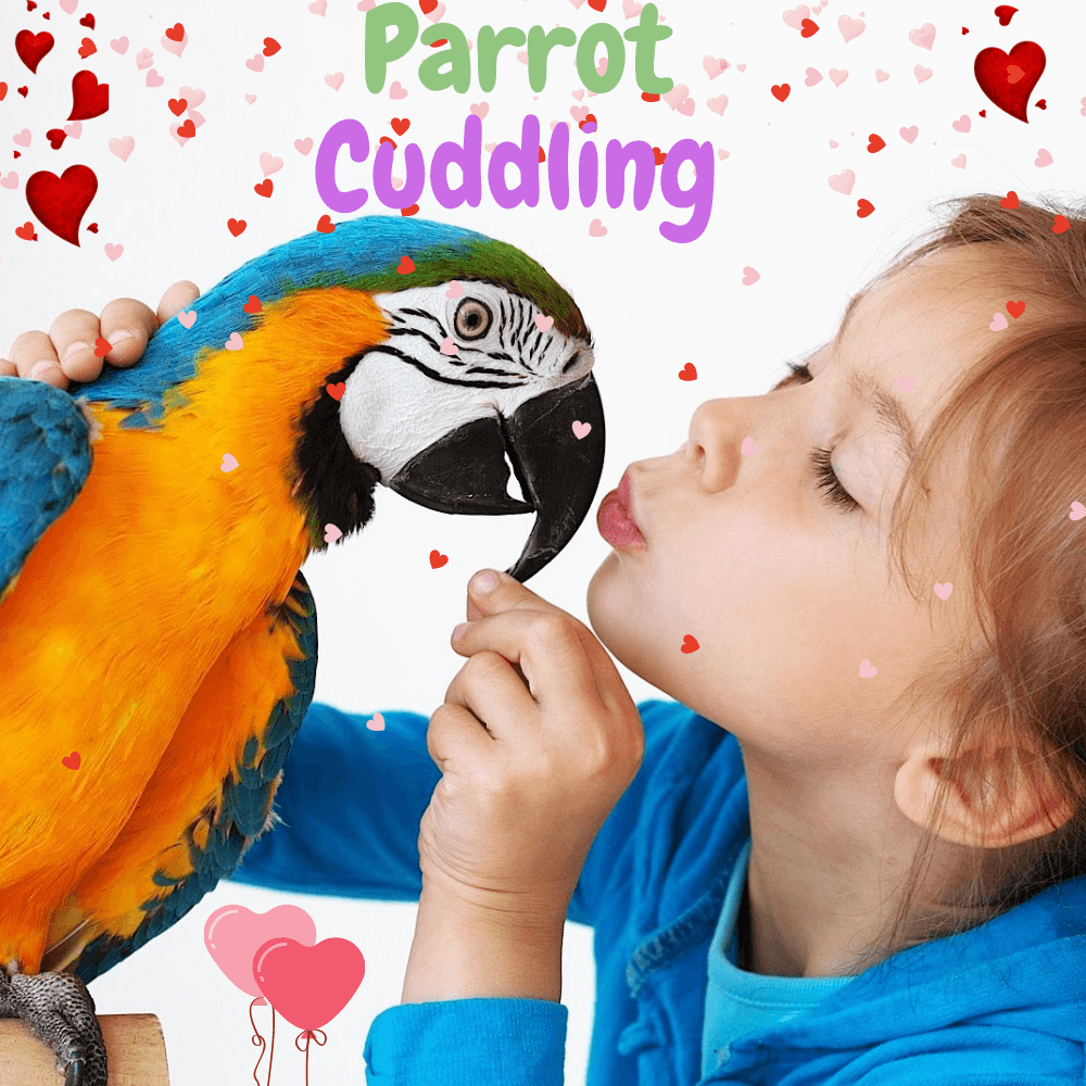 Parrot cuddling