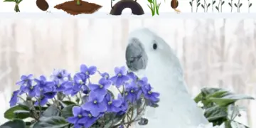 Parrot plant