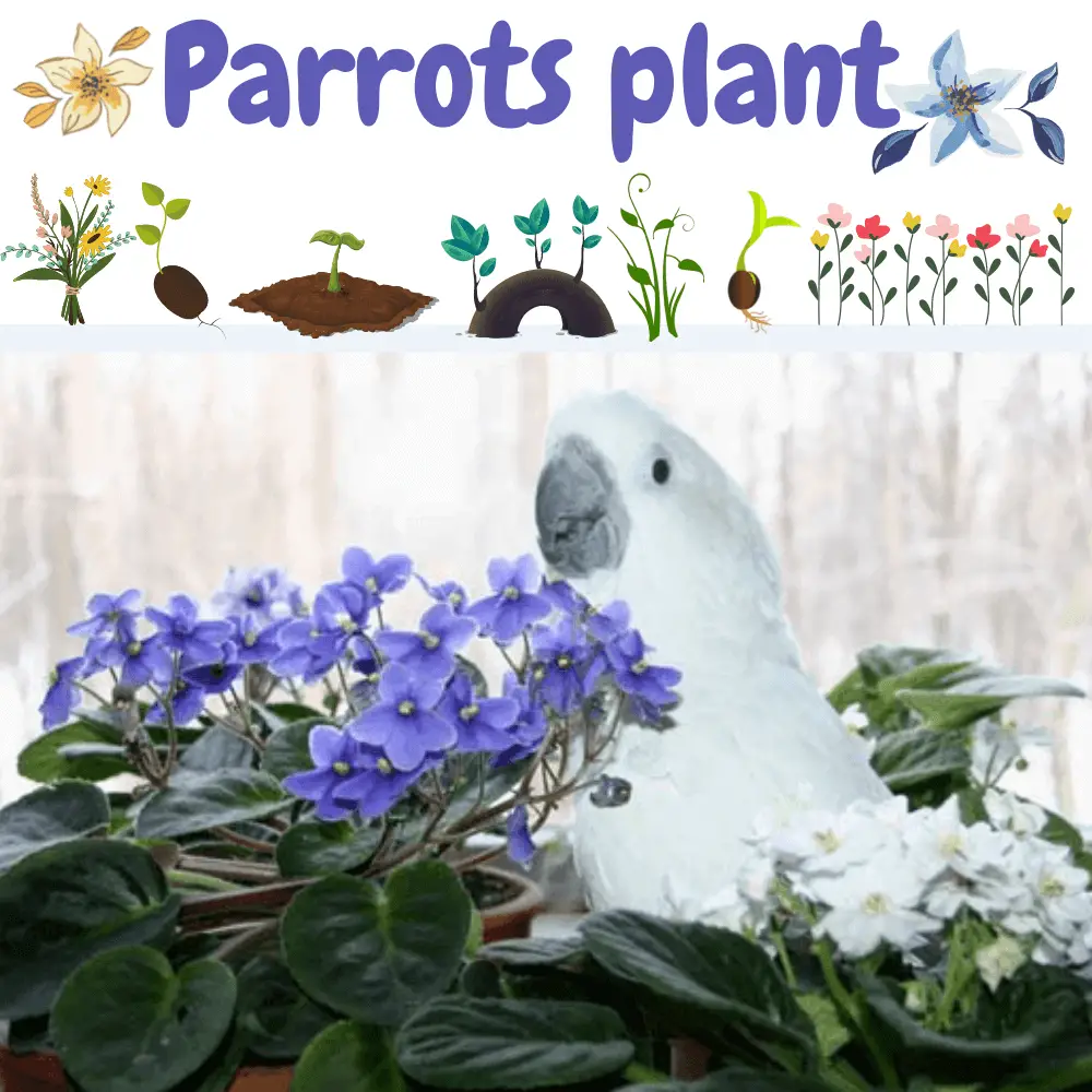Parrot plant