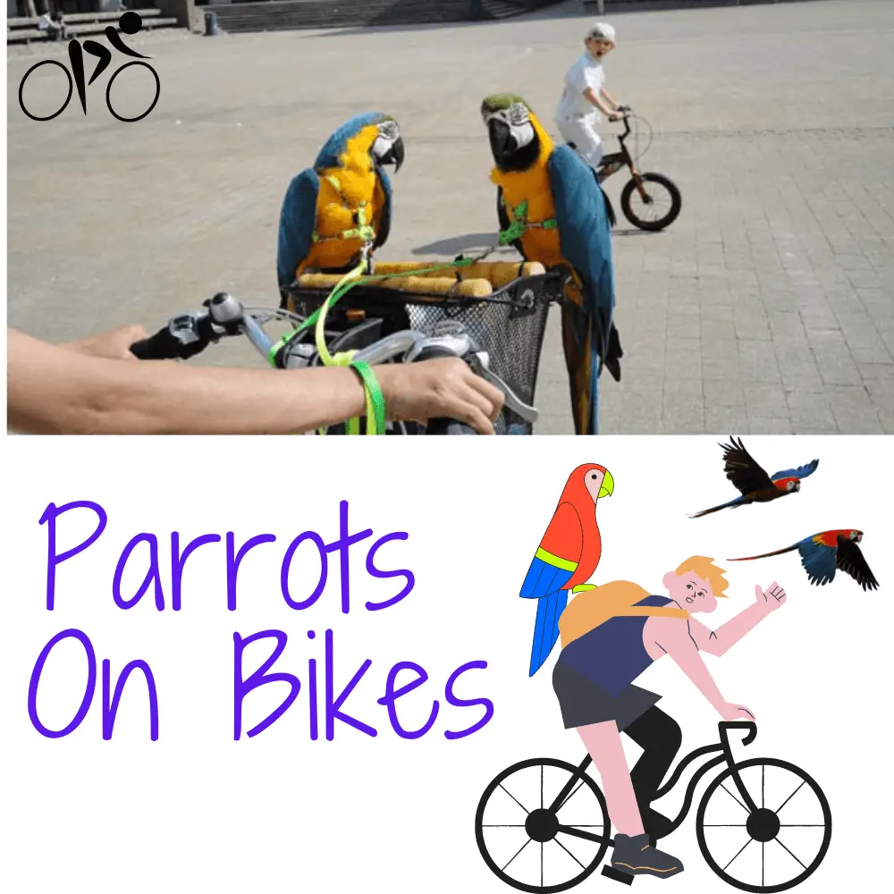 Parrots On Bikes