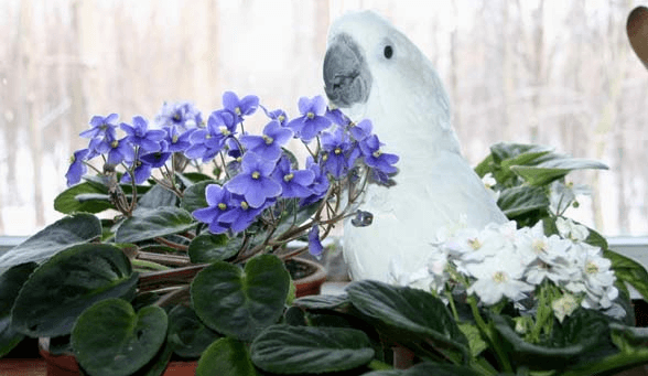 Parrots and plants