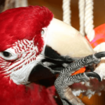 Parrots and toys