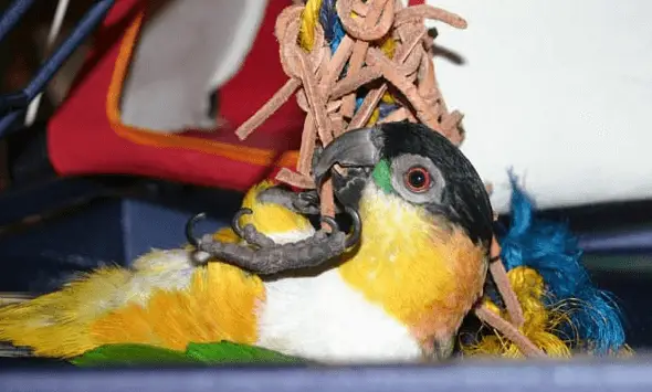 Parrots and toys
