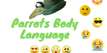 Parrots body language