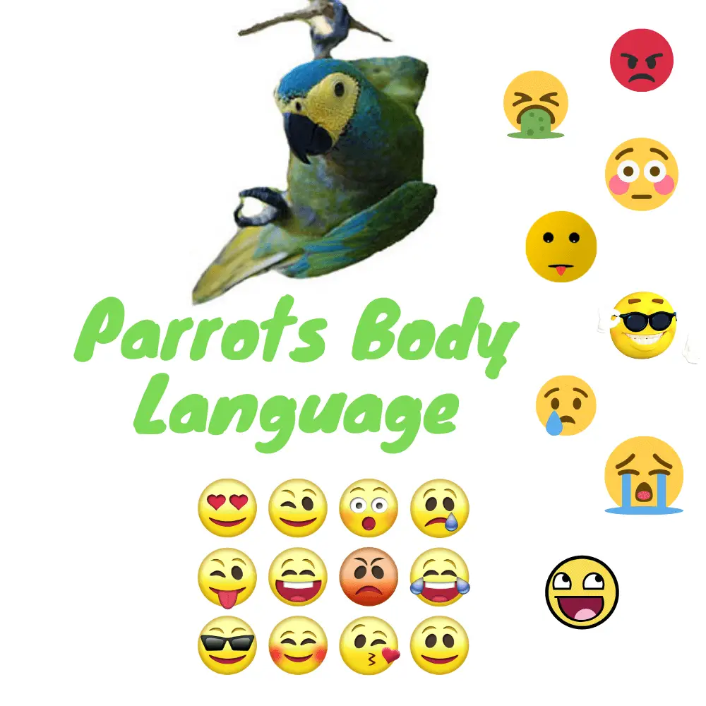 Parrots body language