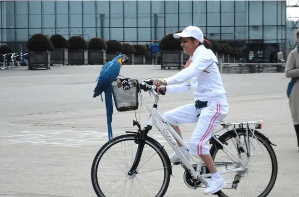 Parrots on bikes